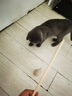 柒哦猫玩具逗猫棒猫咪自嗨解闷玩具耐咬编织小老鼠带铃铛小猫互动玩具 原木逗猫棒-小圆球+麻绳胡萝卜 实拍图