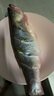 鲜活冲浪河鲈鱼400-500g/条 实拍图