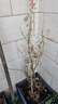 花友藤本月季花苗月季花树苗盆栽特大花苗庭院爬藤植物阳台蔷薇爬墙 安吉拉【爬藤】大苗 1-1.3米高度多分叉 实拍图