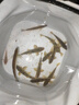 钓鱼王巧夺鲢鳙鱼饵腥香红虫蚯蚓饵料鲫鲤四季野钓鱼饵专攻黑坑钓鱼饵 巧夺鲢鳙300g 实拍图