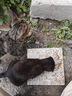 雷米高（RAMICAL）澳丽得 猫粮蓝猫英短主粮幼猫成猫海洋鱼味全价猫粮试吃500g 1斤 实拍图