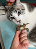 素力高（SolidGold）进口高蛋白金装金素鸡长肉营养成猫全价猫粮15磅/6.8kg 实拍图