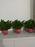 绿萝盆栽室内植物花卉净化空气绿植水培垂吊大叶绿萝新房客厅家用 【整高30cm盆口16】红盆吸水4盆送肥料 实拍图
