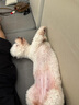 Orijen渴望狗粮 成犬幼犬无谷鸡天然鸡肉进口全价通用犬粮2kg 效期26/1 实拍图