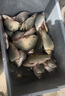 千寿（Qianshou） 千寿钓线野钓柔软鱼线钓鱼线超强拉力尼龙线 子线【买二送一】 1.0 实拍图