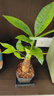 【带盆高度约15-25cm】发财树盆栽室内植物客厅办公室吸甲醛好养 单杆发财树+塑料节节高升盆+小方底座 花盆直径约8cm 实拍图