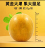 贡苑冻干黄金罗汉果220g（优选大果12个）独立包装广西特产年货礼品 实拍图