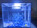 森森（SUNSUN）超白鱼缸一体缸自循环客厅水族箱桌面家用懒人免换水小型金鱼缸 超白HEJ250标配+蓝珊瑚景 晒单实拍图