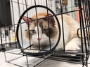 皇家搭档猫罐头成猫幼猫通用猫零食高汤补水鸡肉羊奶奶昔混合85g*24罐 实拍图