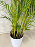 植男植女客厅绿色植物散尾葵大型绿植凤尾竹室内盆栽轻奢夏威夷竹源头直发 实拍图