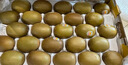 佳沛（zespri）新西兰 阳光金奇异果12粒礼盒特大果单果约122-146g 猕猴桃 水果 实拍图
