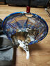 网易严选全价猫粮宠物主粮幼猫成猫全价猫粮 深海鱼虾口味10kg 实拍图