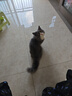 麦德氏IN-KAT猫咪益生菌20g宠物猫咪益生菌专用呵护猫咪肠胃 实拍图