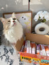 HELLOJOY猫条猫咪零食混合成幼猫湿粮主食补水发腮营养增肥批发15克*300支 实拍图