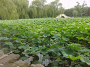 香遇沙龙香水（MEET HOUSE）自然系列胭栀茶白清新花香调白茶栀子花少女清雅淡香水 100ml 实拍图