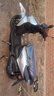 YAMAHA雅马哈摩托车旭鹰125踏板车ZY125T-2A全新外卖美团大空间YAMAHA 旭鹰125/黑色 实拍图