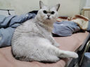 猫零食猫条混合口味15g*100支+招财金饭碗猫主食罐头68g*6罐 实拍图