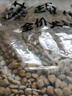 麦富迪狗粮 藻趣儿狗粮成犬粮牛肉螺旋藻 均衡营养15kg/30斤 实拍图