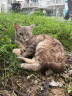 獒少保【带挂碗+垫板】宠物航空箱大号狗猫托运箱猫咪狗狗航空箱运输箱 一号 建议12斤以内 实拍图