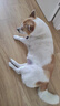 皇家狗粮 老年犬狗粮犬粮宠物小型犬SPR27全价犬粮≥8岁6.5KG 实拍图