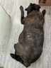 麦富迪狗狗零食 奢华营养鸭肉干400g成幼犬磨牙训练奖励解馋宠物零食 实拍图