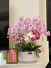 Only you【两小时达】蝴蝶兰带花苞花剑花盆真花兰花盆栽开业父亲节礼物 10株彩色（瓷盆随机） 实拍图