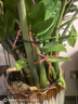 九千谷植物支撑架园艺花架阳台花园绣球月季爬藤 半圆25*40CM 3对装6409 实拍图