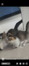 憨憨乐园猫包外出便携大号宠物包太空舱男女手提斜挎包狗狗猫咪航空箱用品 实拍图