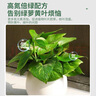 德沃多绿萝专用植物营养液600ml绿植水培盆栽有机花肥料液体肥 实拍图