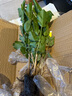 【净化空气】茉莉花盆栽浓香型土培室内水培驱蚊四季好养绿植花卉 新手养：清香淡雅【4颗茉莉】15天开花 四季开花【驱蚊浓香A级茉莉花】 实拍图