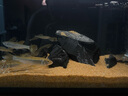 萌嘟星宠 鱼缸底砂水族箱底沙子细沙黄花色龟缸多肉装饰0.5-1mm 太行黄沙 实拍图