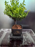 开时果 小叶赤楠盆景摆件 办公室桌面绿植花卉好养盆栽植物源头直发包邮 舍得塑料盆+黑石+底座 实拍图