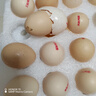 无抗鲜鸡蛋 谷物喂养鲜鸡蛋 单枚50g-60g 早餐食材 蛋香味十足 30枚装 实拍图