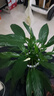 绿有意一帆风顺白掌盆栽室内绿植红掌花卉水培植物四季易活吸除甲醛好养 A级白掌（透明早安自吸水盆） 实拍图