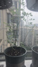绿园匠植物防倒伏支撑杆玻纤爬藤架固定盆栽花卉护花叶花支架58厘米10支 实拍图
