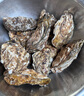 老蟹将 鲜活乳山生蚝 生态水域现捞牡蛎特大刺身级品质烧烤食材年货送礼 5XL 5斤(包活到家) 实拍图