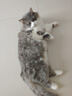 凯锐思天然猫粮成猫粮鱼肉蓝猫全价猫粮 【肠胃健康】 鱼肉味-4斤 实拍图