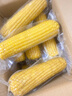 京鲜生 东北黄糯玉米250g*10棒 新鲜甜糯玉米棒真空包装粘玉米 源头直发 实拍图