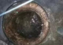 化粪池溶解剂化粪为水卫生间养殖场除臭强力分解大便微生物化粪剂 买三赠五【发8瓶】适合养殖场 晒单实拍图