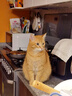 多特思（DOTUS）主食零食羊奶猫条8口味混合110支桶装进口新西兰羊奶 实拍图