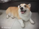 Orijen渴望狗粮 六种鱼 幼犬成犬全价鱼肉美毛进口犬粮11.4kg效期26/3 实拍图
