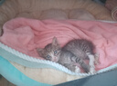 宠多乐 猫玩具逗猫棒猫咪玩具套装自动旋转蝴蝶 猫玩具7件套 实拍图