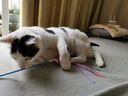 加仕高猫玩具球毛绒球发射枪自嗨解闷逗猫棒宠物猫玩器具猫咪用品 实拍图