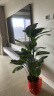 双盟天堂鸟大型植物客厅绿植盆栽办公室内鹤望兰好养落地网红源头直发 实拍图