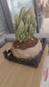 创享绿洲禅意莲花盆万重山仙人掌多肉植物花卉绿植盆栽阳台四季好养易活 万重山舍得盆+苔藓+方底座 实拍图
