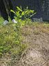 花行榜蓝莓果树苗盆栽庭院地栽南北方种植耐寒 绿宝石40-50cm高源头直发 实拍图