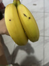 长黄瓜约600g 实拍图