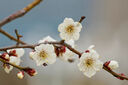 腾龙（Tamron）A071S 28-200mm F/2.8-5.6 Di III RXD大光圈远摄大变焦镜头 索尼全画幅微单镜头(索尼全幅E口) 实拍图