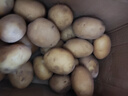 恩施小土豆新鲜马铃薯农家黄心洋芋现挖蔬菜马铃薯 9斤 大果 鹅蛋大小左右 实拍图
