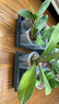 寿禾 育苗托盘套装芽菜多肉种植盘塑料加厚 有孔托盘+无孔托盘各一片 实拍图